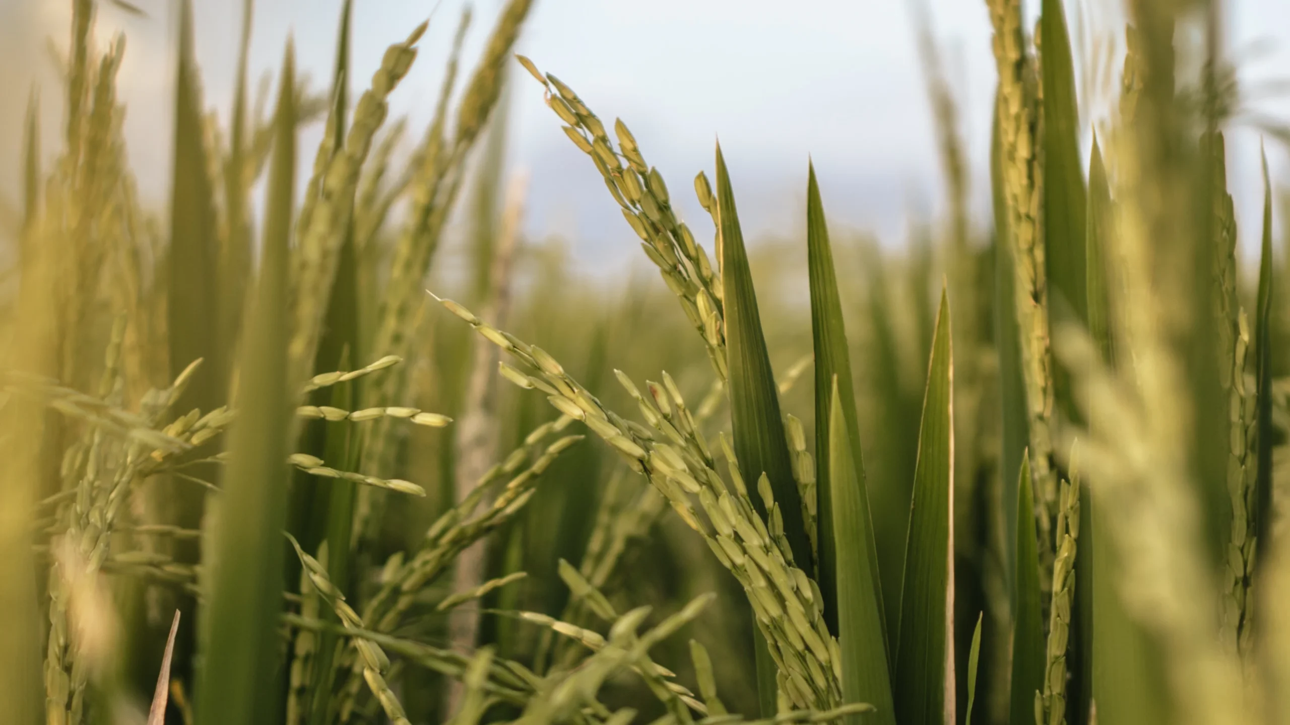 Biologisch afbreekbare verpakkingen